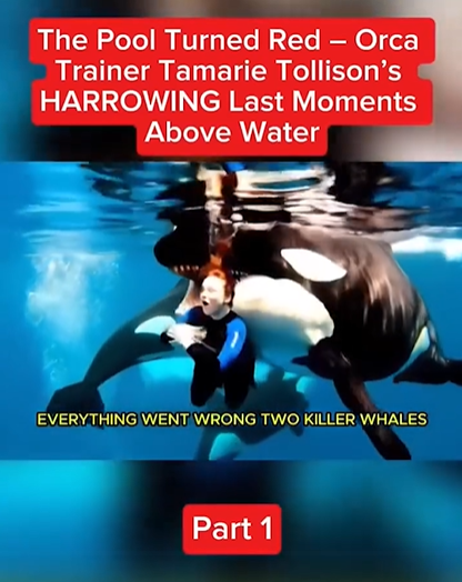 Everything went wrong when two orca drag trainer beneath the surface…