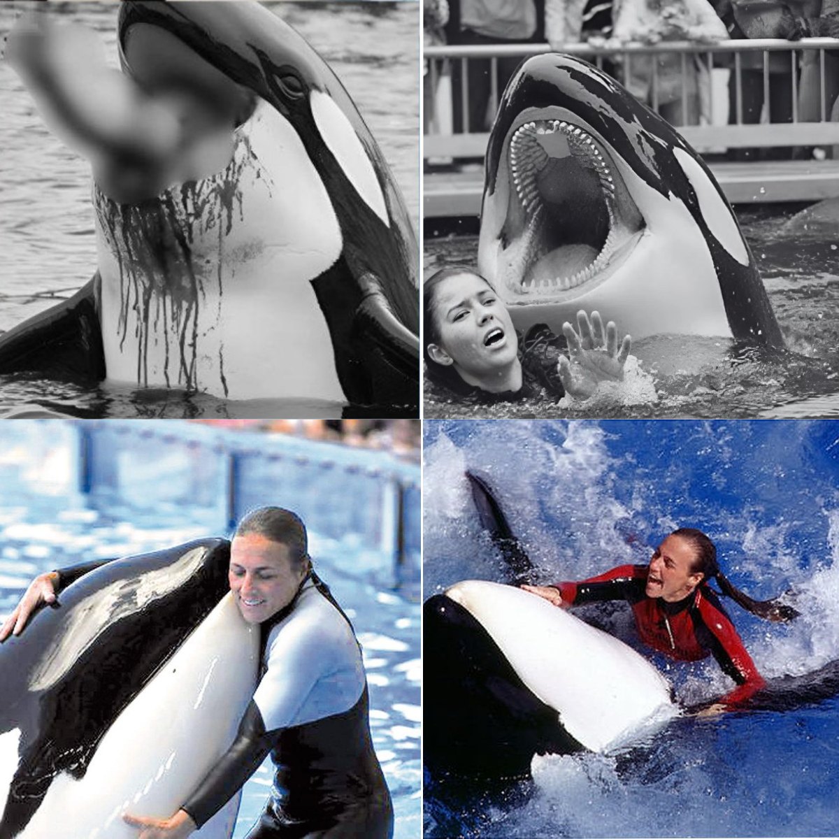 SAD NEWS: The horrifying final moments of whale trainer Jessica Radcliffe were captured on film. Viewers across the country are reeling from what really happened in those moments…Full story .susu