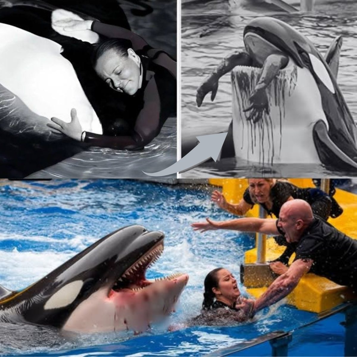 SH0CKING: What will the disturbing truth behind the de@th of whale trainer Jessica reveal..? Did the dolphin know what she was doing? Experts share after analyzing the de@dly move that took Jessica’s l!fe in front of children…Binbin