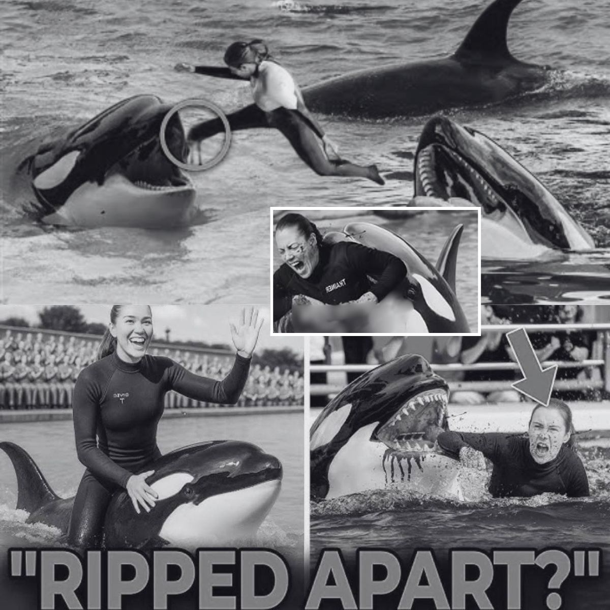 The final footage sent chills down viewers’ spines: Jessica Radcliffe — the veteran trainer at Pacific Blue Marine Park — smiled and waved to the crowd just seconds before everything turned to tragedy…Binbin