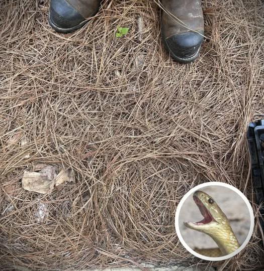 Only People With Sniper Vision Can Spot The Hidden Snake In This Photo
